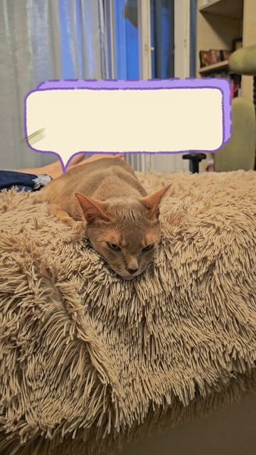 Кот строит планы на ночь #смешнойкот #cat