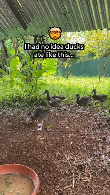 How Rescued Ducklings Eat is Incredible 🤯