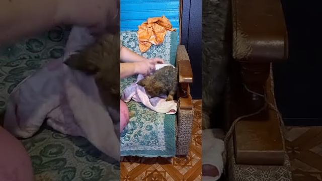Первое купание🛁 щенка Бони