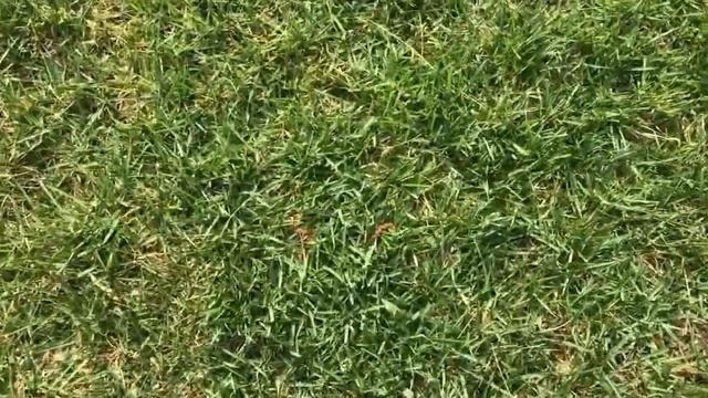 Creative Habitats. Zoysia. Emerald vs Meyer