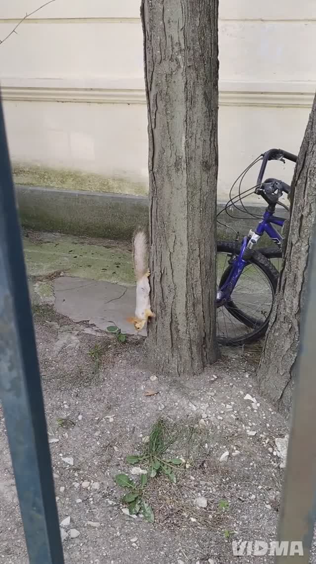 белка  🐿️  проказница