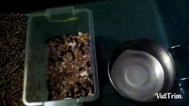 Уборка клетки у кроликов!