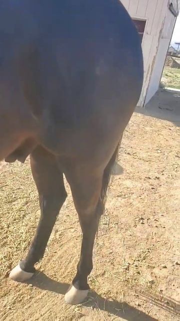 Morning check while feeding. #gvhr #horserescue #equestrian #horse