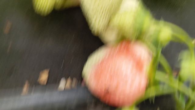 Мои козы и лучшие сорта ранней клубники  Сандра, Твист, Альба, Лючия  ..Жимолость Югана.