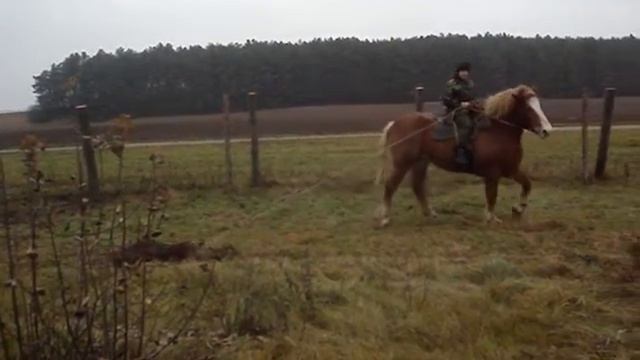 Тащу кабана на лошади (HUNTING)