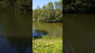 У Ольховского пруда в Терлецком парке
