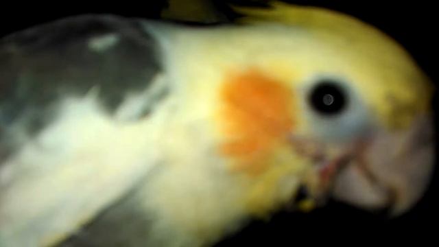 птенцы выкормыши кореллы