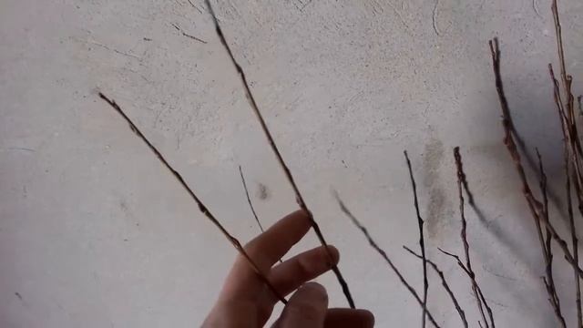 Ива на штамбе с нуля. С чего начать?