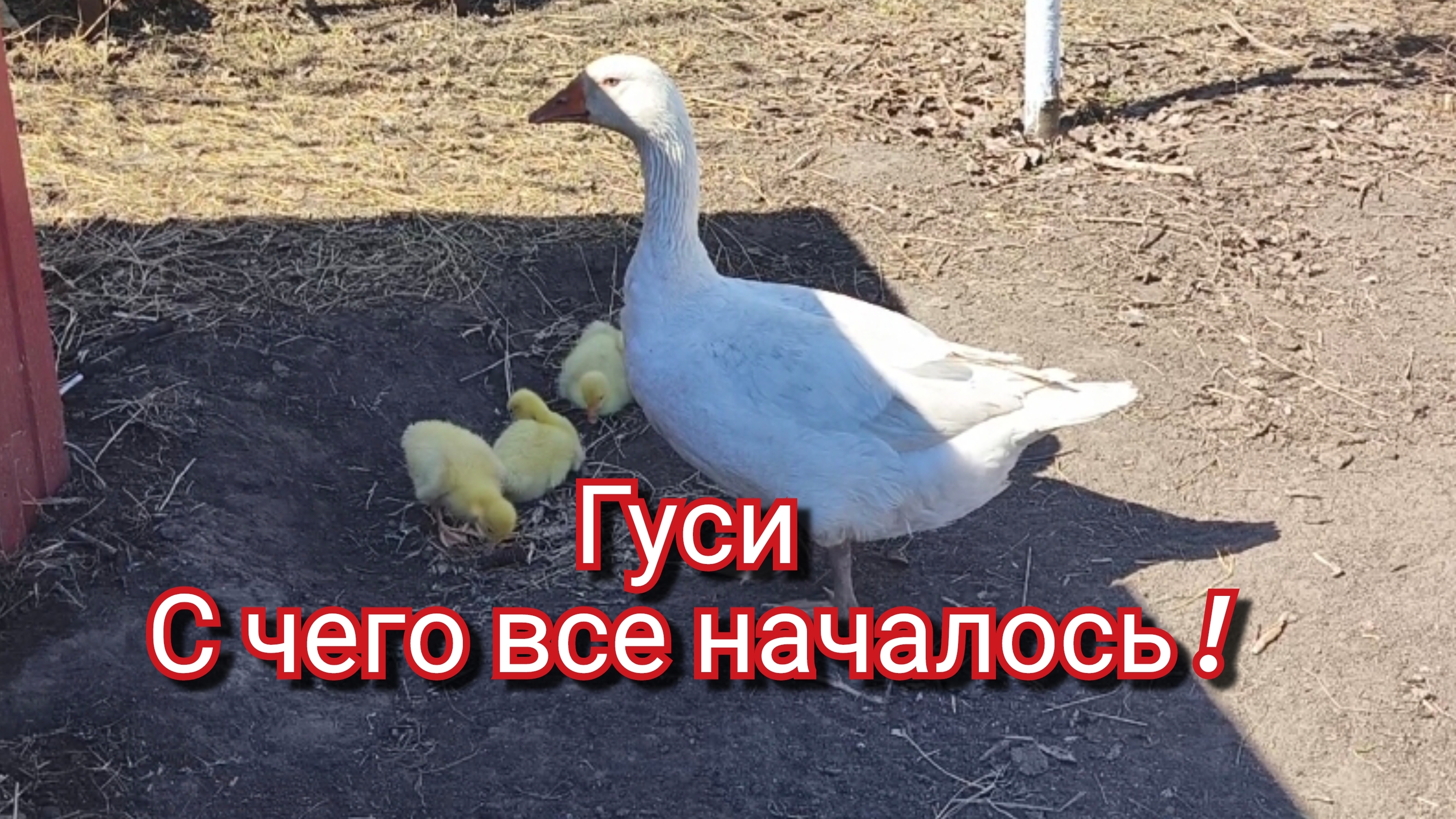 Гуси. С чего все начиналось.
