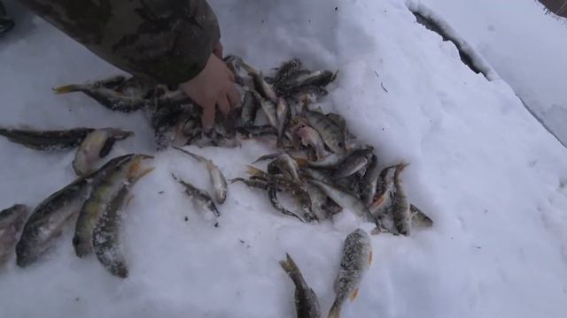 "Крутяк"столько рыбы поймал!