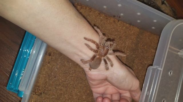 "Pablo" my P. muticus