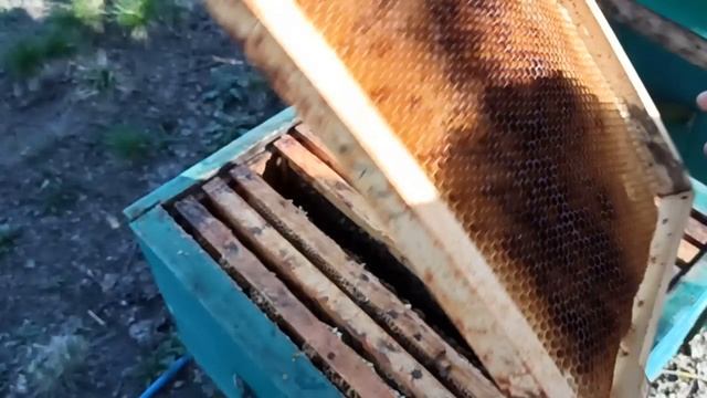 Расширяю гнезда в апреле. Пробую ставить магазины.