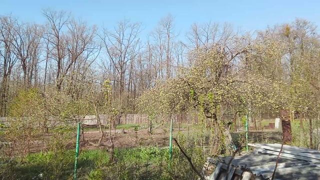 Поход с камерой от лежанки во дворе до лежанки в саду))
