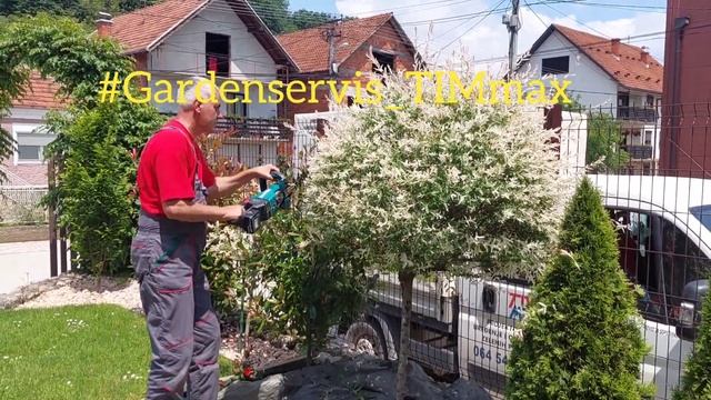 Orezivanje Salixintegre @timmaxgm #tim_koji_uredjuje  #timmax #timmaxgm