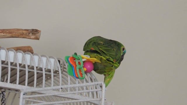 Best of Nelly Blue Fronted Amazon Parrot