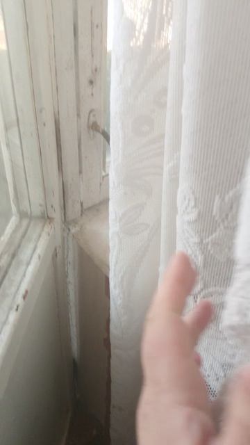 Оса.