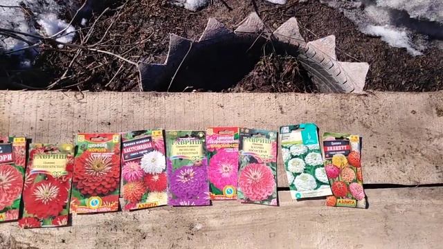 Сею капусту, цинии.