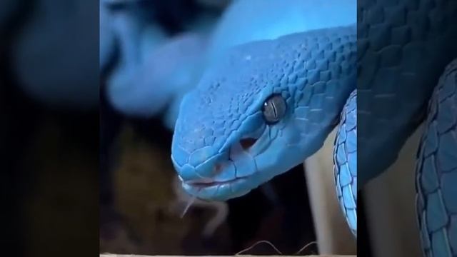 R.R.E snakes