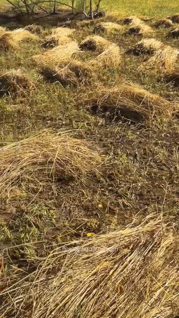 🌾Traditional Rice Harvesting