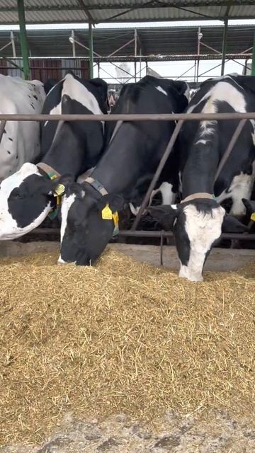 İlle de Holstein