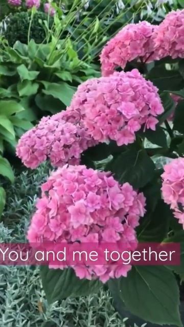 #youandmetogether#macrophylla #hydrangea #гортензія #гортензия #шортс #flower #garden #shorts#flowe