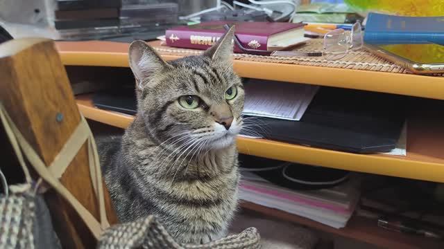 Кошка просит варёную сгущёнку