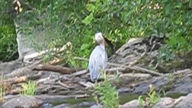 Blue Heron catches and eats fish! Nature at its best! Must see!