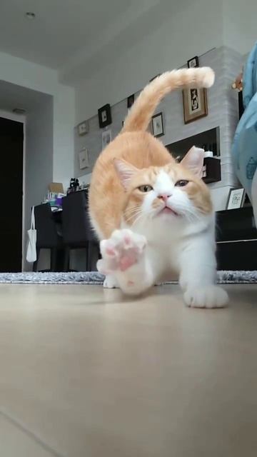 cute cat 😂