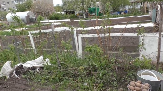 САЖАЕМ КАРТОШКУ! ТАТЬЯНА ДОБАВИЛА КА-КА-ШКИ Посадили и ПОШЛИ ГУЛЯТЬ!