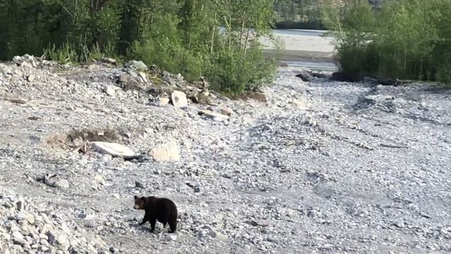 Медведь по дороге с лагеря к чёрному прижиму июнь 21