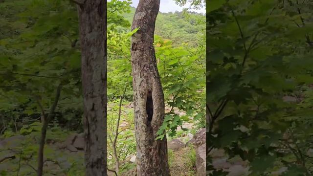 Утренний Сораксан. Сосны и дубы.