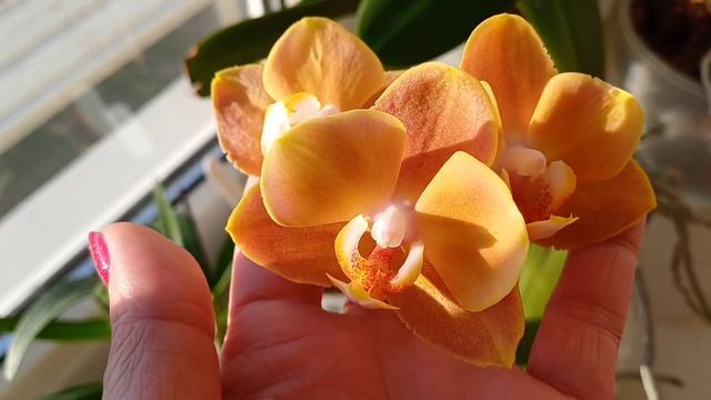 Новые роспуски🌺🌺🌺 #phalaenopsis апрель 2024г