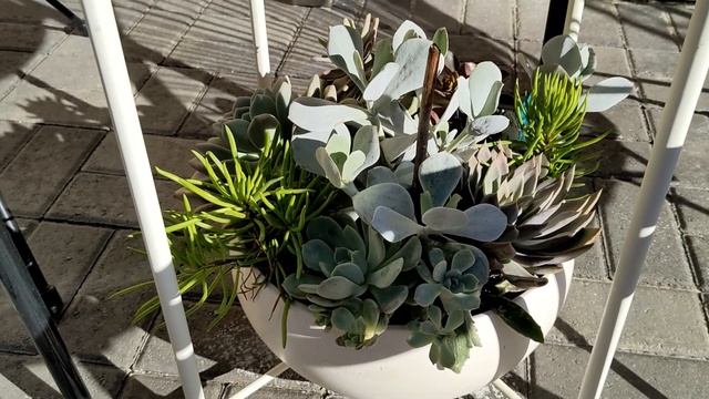 Winter Succulent Follow Up In Las Vegas