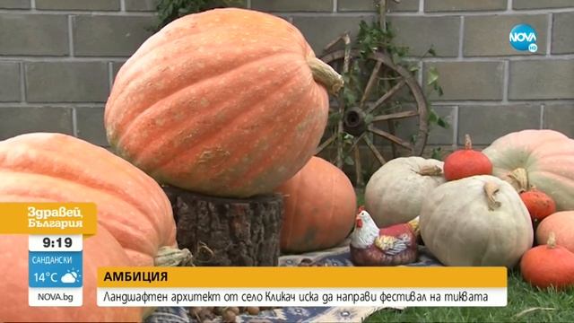 Ландшафтен архитект отгледа тиква-гигант с рекордно тегло - Здравей, България (07.10.2021)