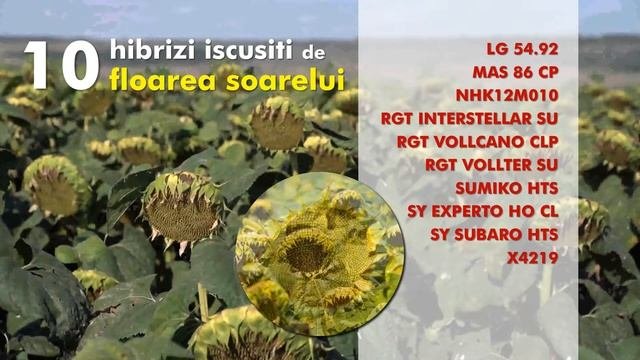SEMINTE ISCUSITE FLOAREA SOARELUI