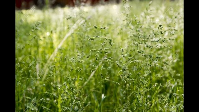 Тонконіг лучни́й
 (Poa pratensis)