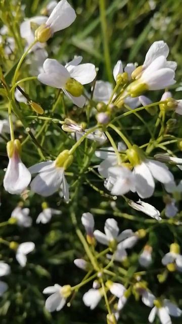 Умиротворительная красота природы, под музыку Ютуба