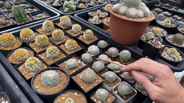 ล่อรากเลนต้า ควรรดน้ำยังไง รากมาในเวลา 15 วัน | mammillaria lenta | 9 ธันวาคม 2562