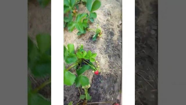 Японский сорт клубники Чамора Туруси 🍓🍓🍓