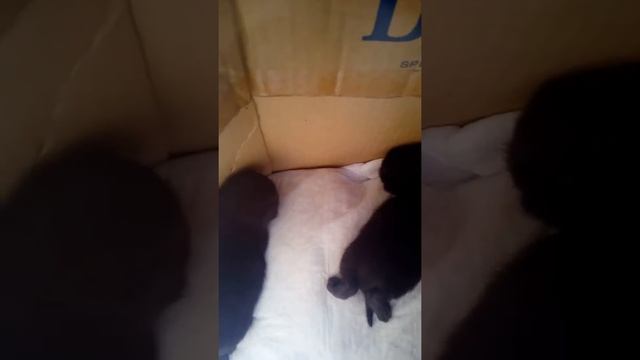 Нашли маленького бельченка