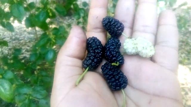 Morus Alba blanca