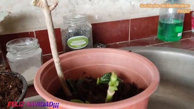 TIEMPO DE PODAR LAS HORTENSIAS
