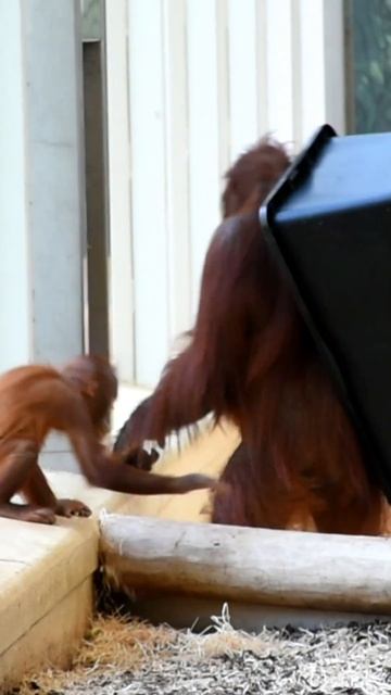Sari the orangutan goes for a bath.#shorts#funnyvideos#orangutans#funnyanimals#zoo
