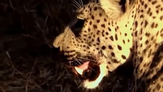 Ngiri ampa chui kipigo WARTHOG PUNISH THE LEOPARD BEFORE BECOMNG A BECOME A PREY