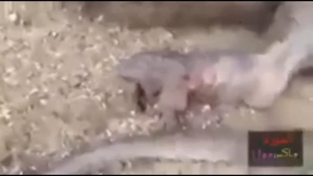 Субхан Аллах Оллох кудратини каранг Маккада пайдо бу'лган Аждархо