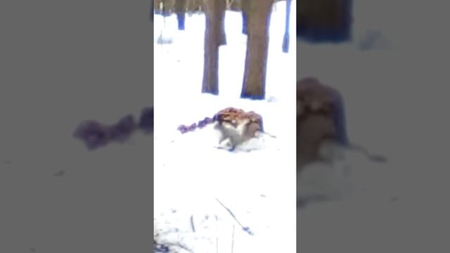 Белочка:9