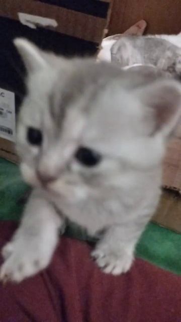 кошка Маша ей 4 года она в Бссд, красивая девочка спокойная всё делает посмотрите на видео