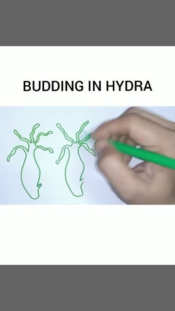 How to draw budding in hydra easily