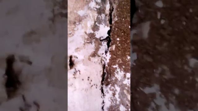 Les fourmis ep 2