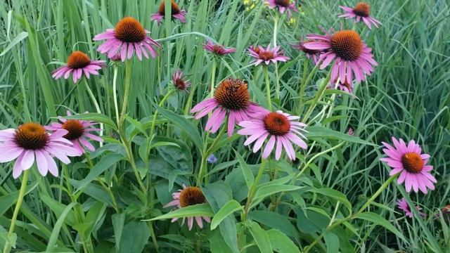 Royal Botanical Gardens (RBG): Canada's Largest Botanical Garden | Burlington, Ontario, Canada